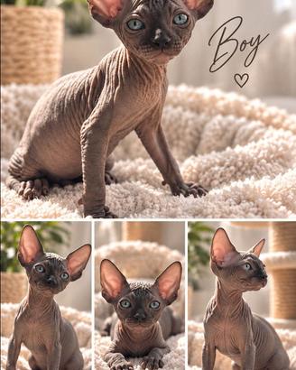 Sphynx