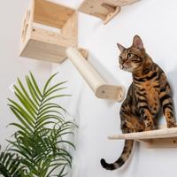 Mensole per percorso gatti