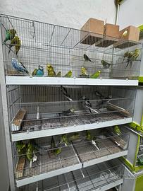 Pappagalli calopsite e cocorita