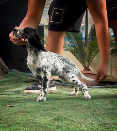 Setter Inglese