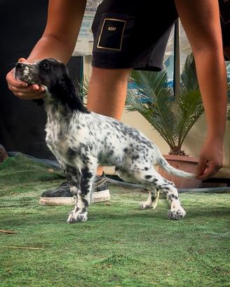 Setter Inglese