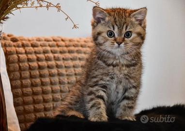 Cuccioli di british shorthair
