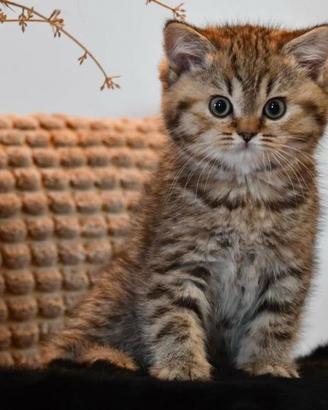 Cuccioli di british shorthair