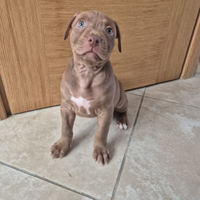 Cuccioli Pitbull colore caffè