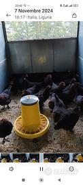 Galline