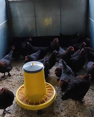 Galline