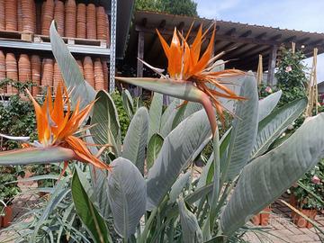 Piante sterlizie