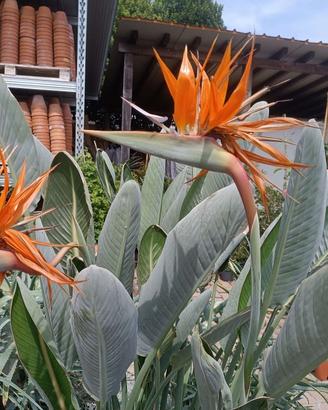 Piante sterlizie