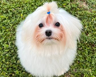 Cucciolo di maltese con pedigree ENCI