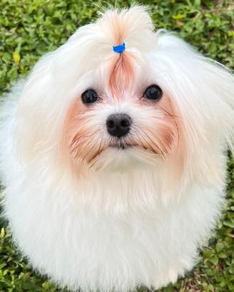 Cucciolo di maltese con pedigree ENCI