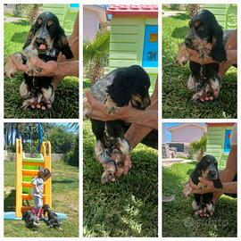 Cuccioli di cocker spaniel
