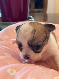 Cuccioli di chihuahua, femmine, pedigree