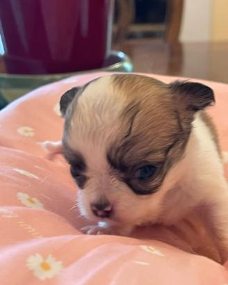 Cuccioli di chihuahua, femmine, pedigree