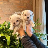 Maltesi cuccioli