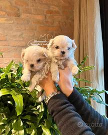 Maltesi cuccioli
