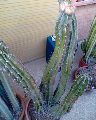 Grande pianta Pachicereus Pecten