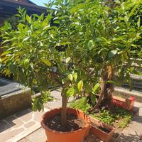 Albero limoni