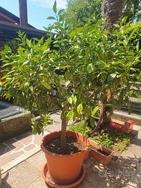Albero limoni
