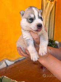Cuccioli siberian husky