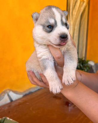 Cuccioli siberian husky