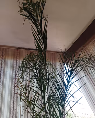 Palma Cocos 
