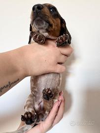 Cucciola di bassotto