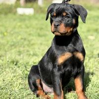 Rottweiler cuccioli pedigree
