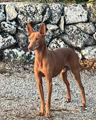 Cirneco dell'Etna