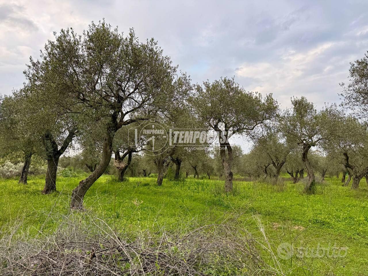 Terreno - Uliveto - Sorso - Altro