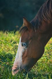 Puledro Quarter Spooks gotta whiz Gunnatrashya