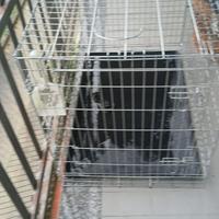 Gabbia per cani