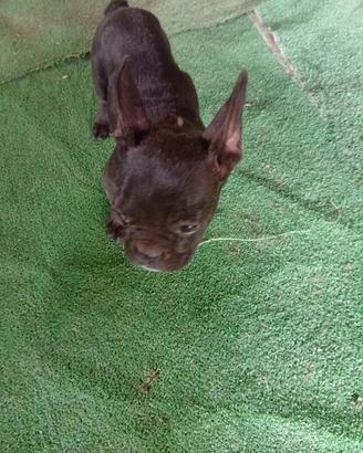 cuccioli bulldog francese