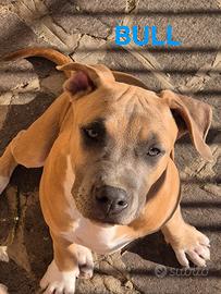 Cuccioli disponibili