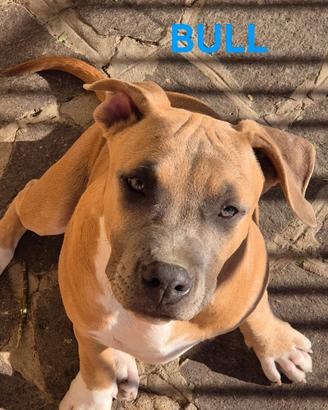 Cuccioli disponibili