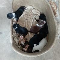 Bovaro dell'Appenzell