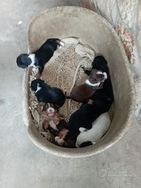 Bovaro dell'Appenzell