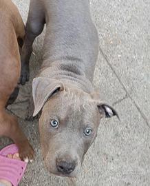 Cuccioli American Pit bull terrier blu