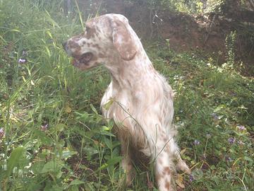 Cucciolone di setter inglese