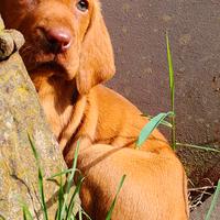 Cucciolo bracco ungherese - vizsla