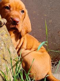 Cucciolo bracco ungherese - vizsla