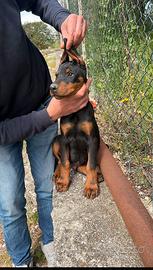 Cuccioli di dobermann