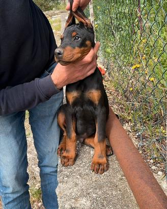 Cuccioli di dobermann