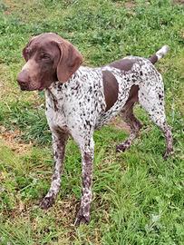 Bracco Tedesco cuccioli (KURZHAAR)