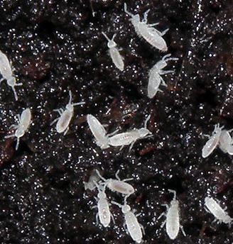 Collembola