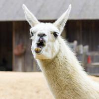 Lama maschio