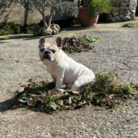Monta bulldog francese