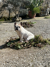 Monta bulldog francese