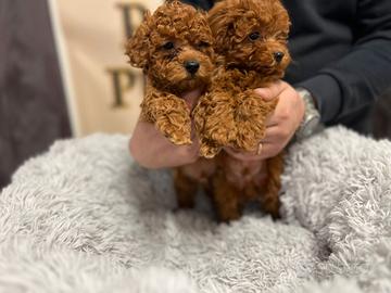 cuccioli barboncino pag. semplificato 