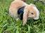 Immagine 1