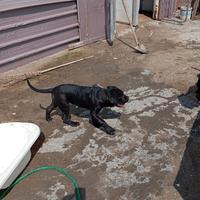 Cane corso